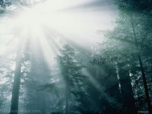 let-the-light-shine-through