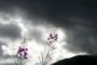 Overcast