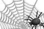 Intricate Web of Life