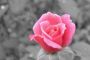 A rose in the rain!