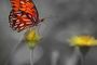 Life is Like A Butterfly