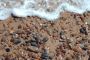 Pebbles of the sea
