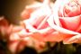 Whisper of Love