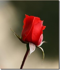 Red Rose