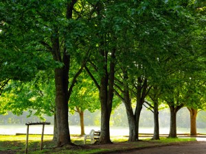 park-bench