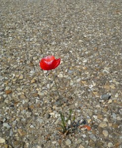 Lonely poppy