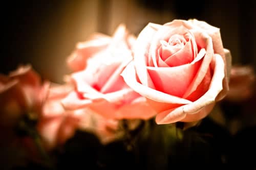 Whisper of Love