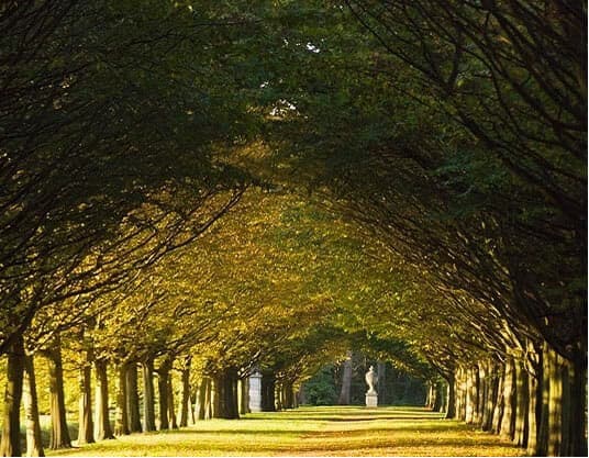 Down the Avenue